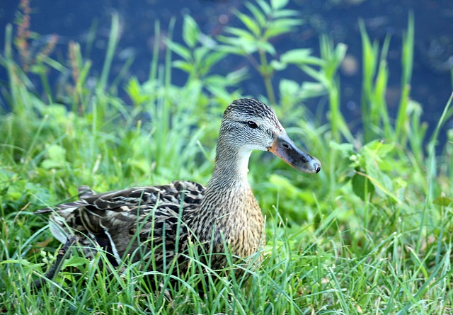 Hjælpemidler til krydsord: Apps, bøger og online værktøjer